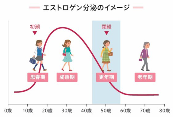 骨の新陳代謝とエストロゲン